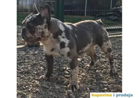 Lilac Merle parenje - 5/6