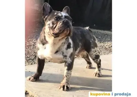 Lilac Merle parenje - 6/6