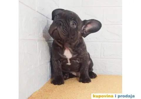 Egzoticni Francuski buldozi - 1/10