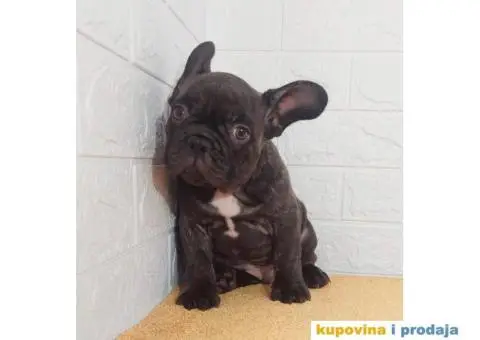 Egzoticni Francuski buldozi - 2/10