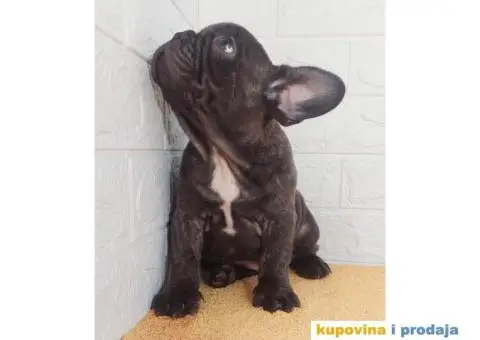 Egzoticni Francuski buldozi - 3/10