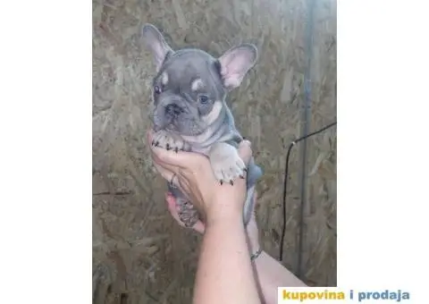 Egzoticni Francuski buldozi - 4/10