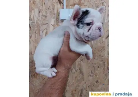 Egzoticni Francuski buldozi - 5/10