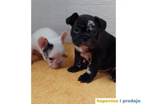 Egzoticni Francuski buldozi - 6/10