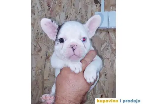 Egzoticni Francuski buldozi - 7/10