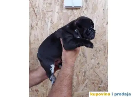 Egzoticni Francuski buldozi - 8/10