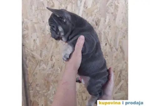 Egzoticni Francuski buldozi - 9/10