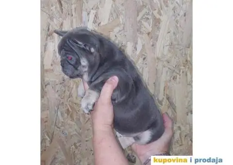 Egzoticni Francuski buldozi - 10/10