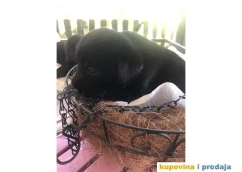 Labrador štenci - 2/14