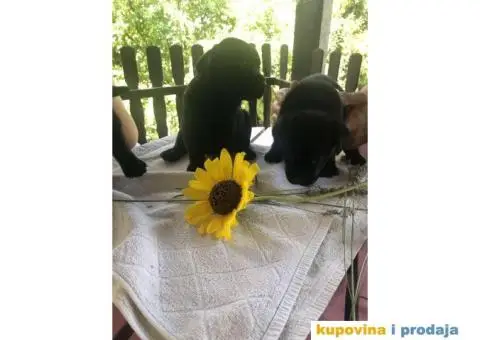 Labrador štenci - 3/14