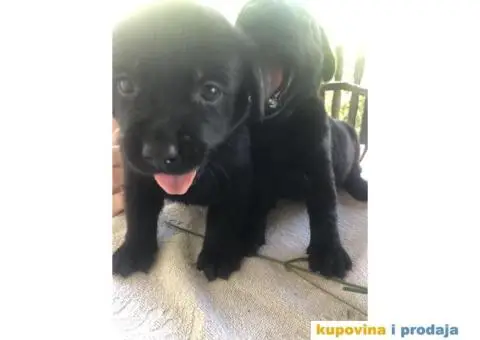 Labrador štenci - 4/14