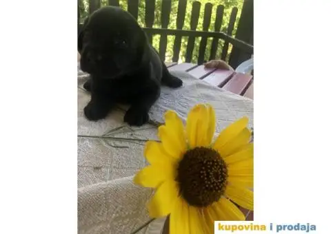 Labrador štenci - 5/14