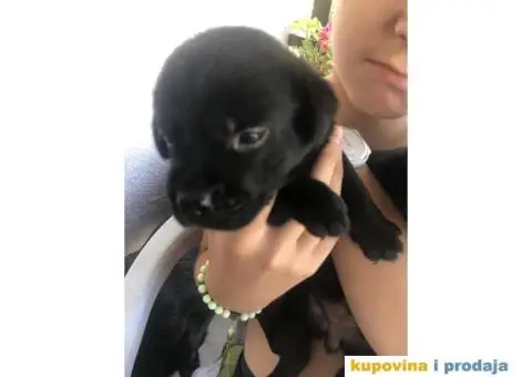 Labrador štenci - 6/14