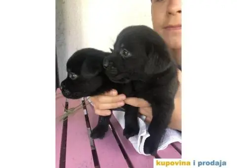 Labrador štenci - 7/14