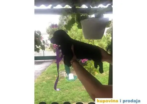 Labrador štenci - 8/14