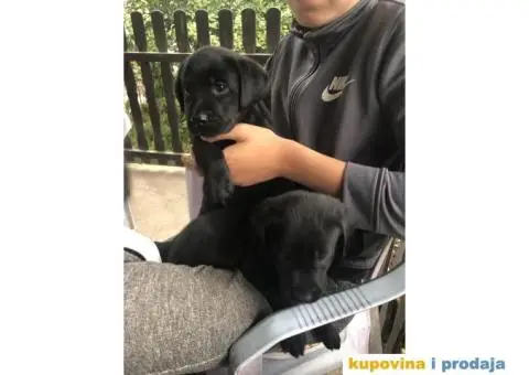 Labrador štenci - 9/14