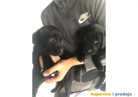 Labrador štenci - 10/14
