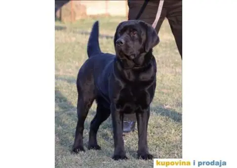 Labrador štenci - 11/14
