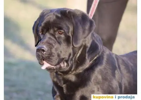 Labrador štenci - 12/14