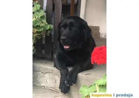 Labrador štenci - 13/14