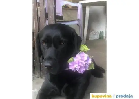 Labrador štenci - 14/14