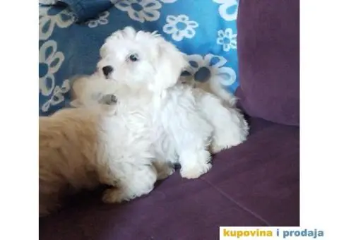Maltezer-bebe - 5/5
