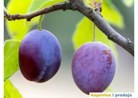 Kupujem šljive