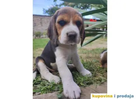 Cistokrvni stenci Bigla - 1/4