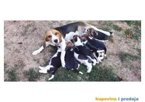 Cistokrvni stenci Bigla - 2/4