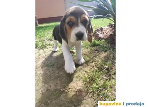 Cistokrvni stenci Bigla - 3/4