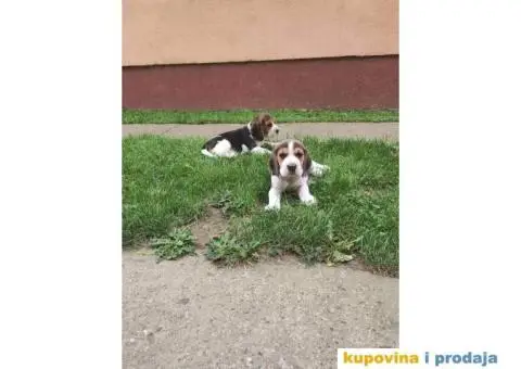 Cistokrvni stenci Bigla - 4/4