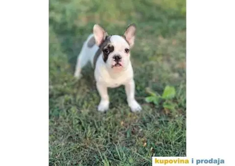 Francuski buldog muski stenci - 3/11