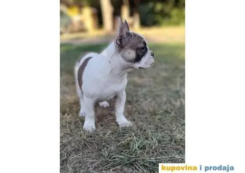 Francuski buldog muski stenci - 4/11