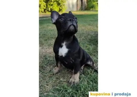 Francuski buldog muski stenci - 5/11