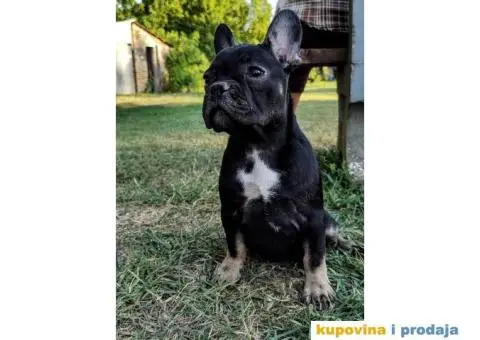 Francuski buldog muski stenci - 7/11