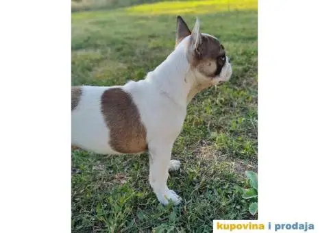 Francuski buldog muski stenci - 8/11