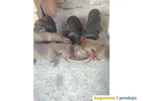 stenci jazavicara - 1/3