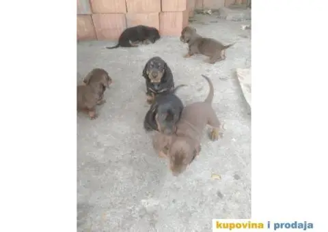 stenci jazavicara - 3/3