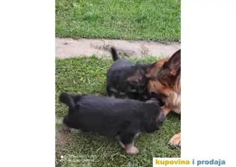 Nemacki ovcari - 1/3