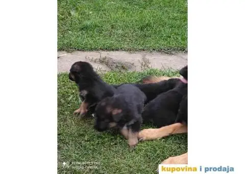 Nemacki ovcari - 2/3