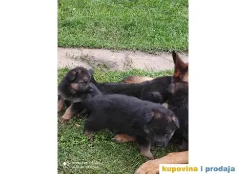 Nemacki ovcari - 3/3