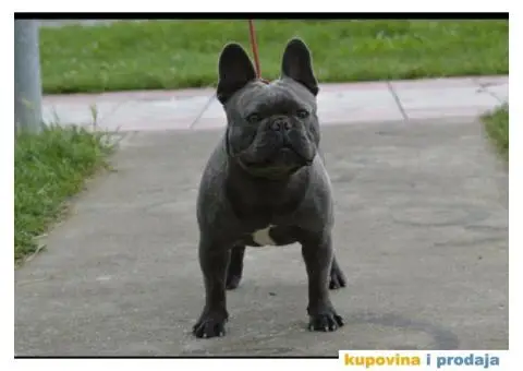 Plavi francuski buldog parenje - 1/3
