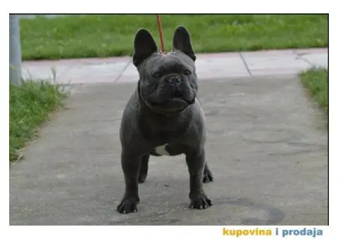 Plavi francuski buldog parenje - 2/3