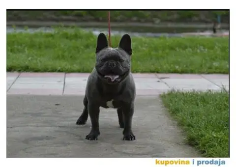 Plavi francuski buldog parenje - 3/3