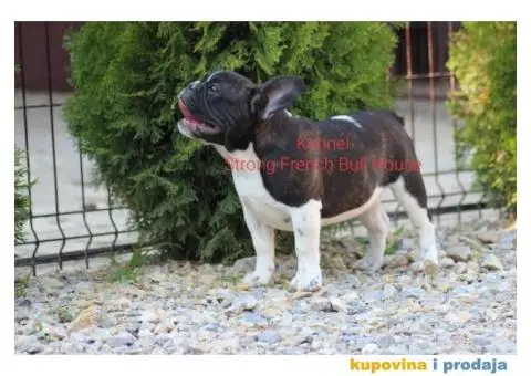 Francuski Buldog - 1/3