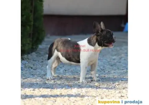 Francuski Buldog - 2/3
