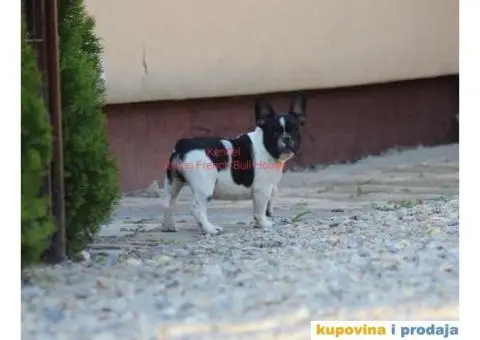 Francuski Buldog - 3/3