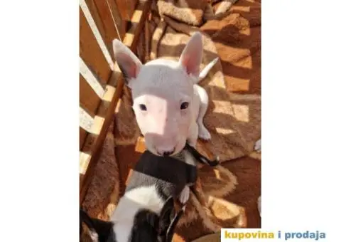 Mini Bull Terijer vrhunski štenci - 3/6
