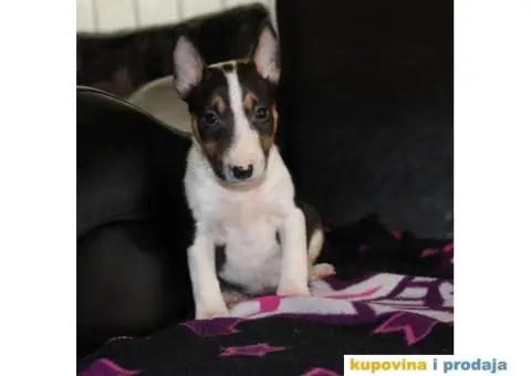 Mini Bull Terijer vrhunski štenci - 5/6