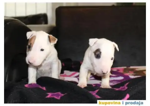 Mini Bull Terijer vrhunski štenci - 6/6